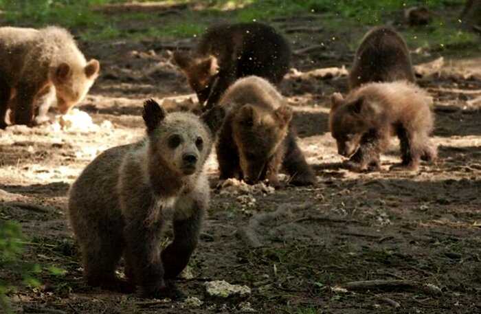 “Человек леса”: российских биолог спас и лично взрастил 230 медвежат