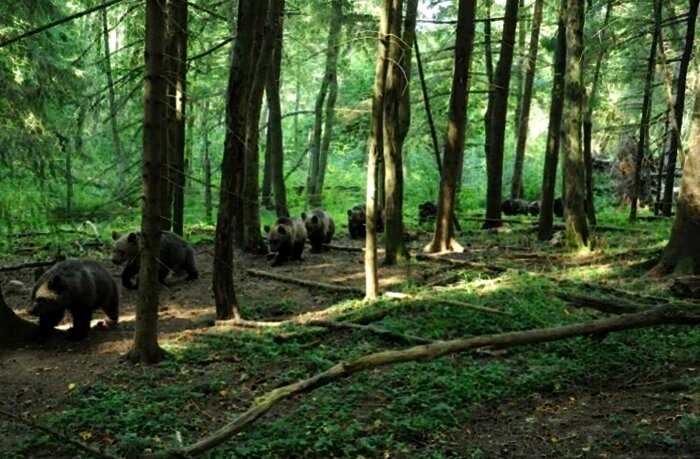 “Человек леса”: российских биолог спас и лично взрастил 230 медвежат