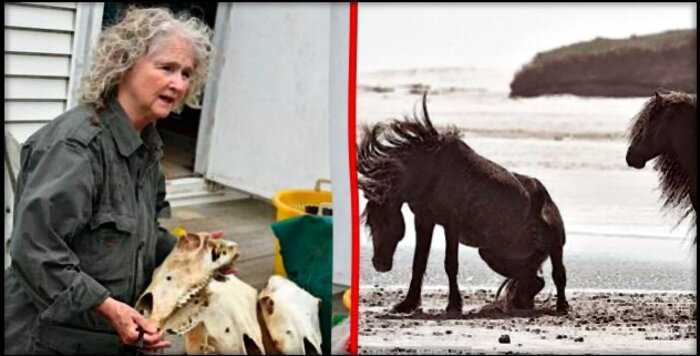 История женщины, которая вот уже 40 лет живет на острове в компании диких лошадей