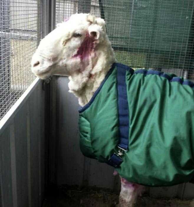 В Австралии поймали овцу-бродягу, который ушел от человека и скитался 5 лет