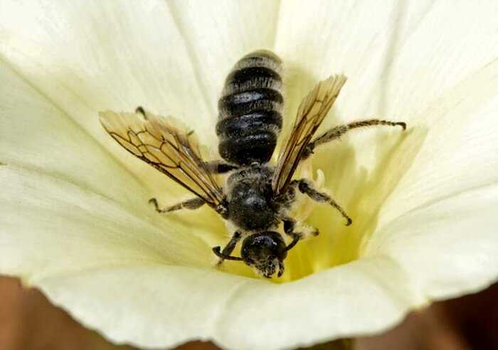 Тайванька жила с четырьмя пчелами в глазу, которые питались ее слезами