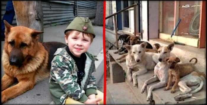 6-летний Ваня с папой спасло уже больше 100 бездомных собак и кошек