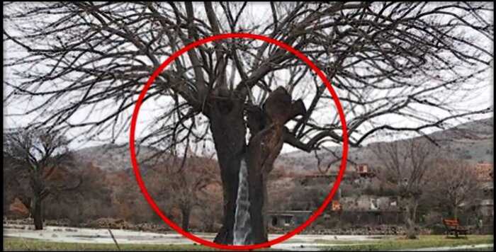 Редкое природное явление древнего дерева в Черногории поставило ученых в тупик