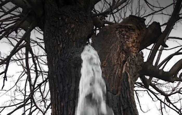 Редкое природное явление древнего дерева в Черногории поставило ученых в тупик