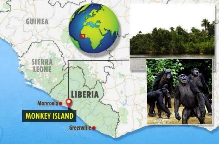Тайный “Остров Обезьян” в Либерии, к которому боятся приближаться люди