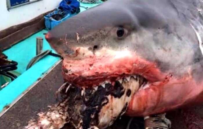 Рыбаки вытащили из воды большую белую мертвую акулу. Ее убила… черепаха!
