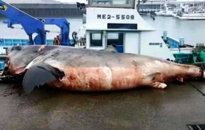 Рыбаки вытащили из воды большую белую мертвую акулу. Ее убила… черепаха!