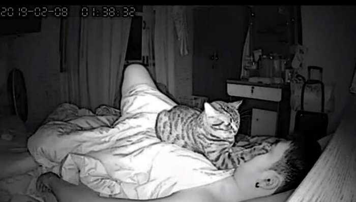 Хозяин установил камеру, чтобы понять, зачем кот забирается к нему в кровать каждый день…