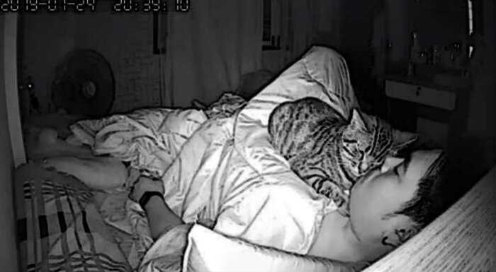 Хозяин установил камеру, чтобы понять, зачем кот забирается к нему в кровать каждый день…