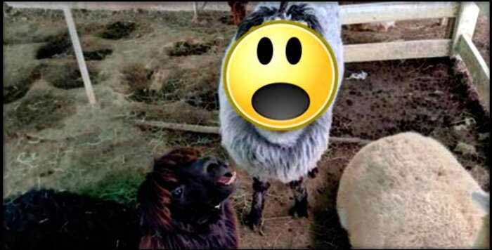 “Удивительное рядом”: в Японии обнаружили страшную альпаку с человеческим лицом