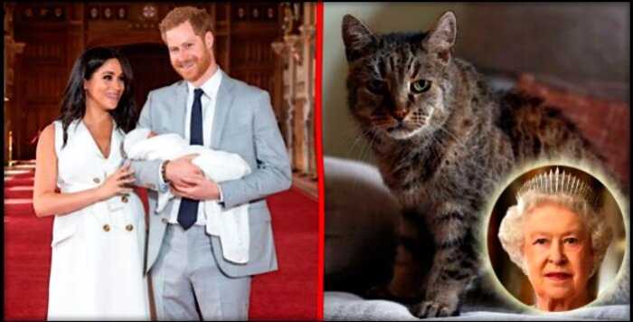 «Королева негодует: “СМИ выяснили, что Меган Маркл назвала своего сына в честь… кота!”