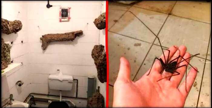 «Ад арахнофоба»: по стенам этого туалета ползают гигантские пауки