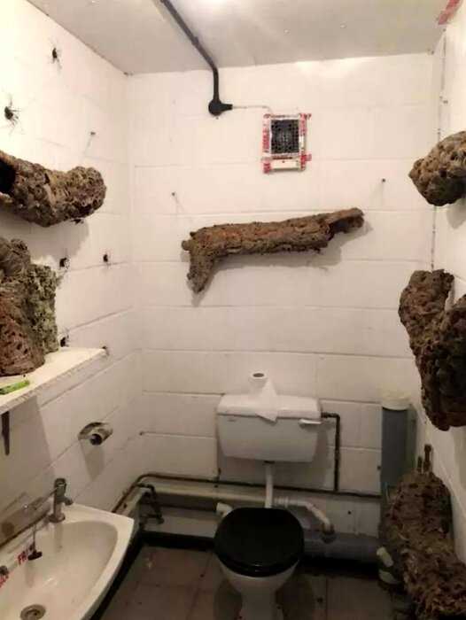 «Ад арахнофоба»: по стенам этого туалета ползают гигантские пауки