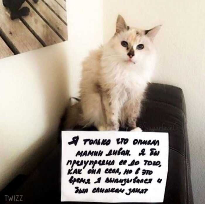 20 котиков, которые провинились и очень об этом сожалеют