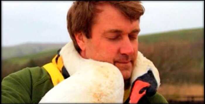 Мужчина спас дикого лебедя, и теперь тот не прекращает обнимать своего спасителя