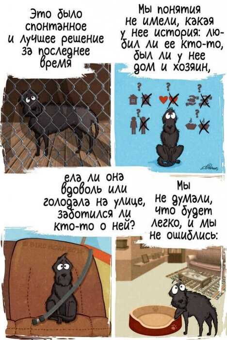 Комикс о том, как меняется ваша жизнь, если взять собаку из приюта