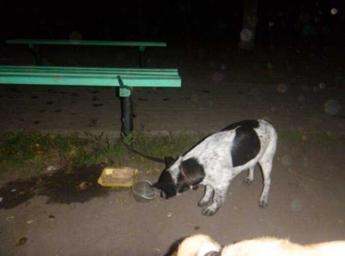 Хозяин привязал пса к скамейке в ночном сквере и оставил записку