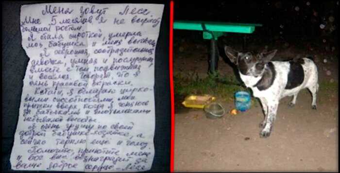 Хозяин привязал пса к скамейке в ночном сквере и оставил записку