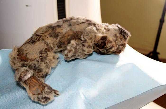 В Якутии обнаружена голова lдревнего волка возрастом 40 тысяч лет