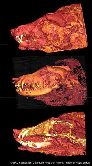В Якутии обнаружена голова lдревнего волка возрастом 40 тысяч лет