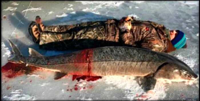 «А стоило ли убивать?»: в США рыбак поймал осетра-гиганта, которому было 130 лет