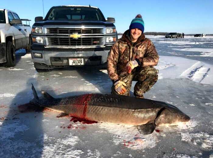 «А стоило ли убивать?»: в США рыбак поймал осетра-гиганта, которому было 130 лет