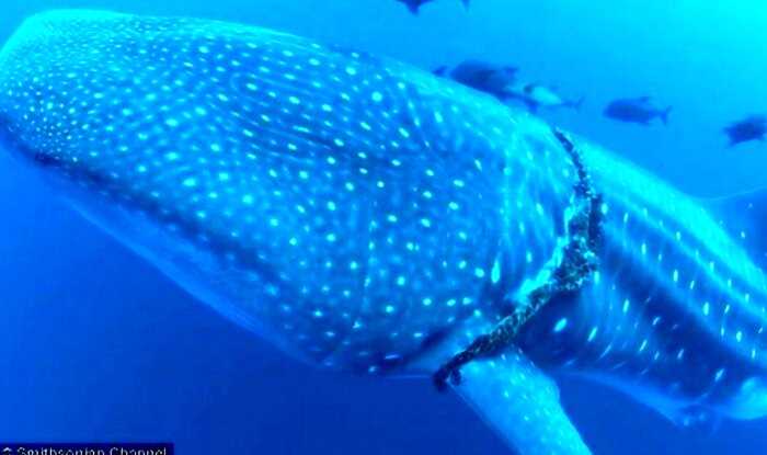 Огромная китовая акула схватила дайвера за ногу, но у нее была на то причина