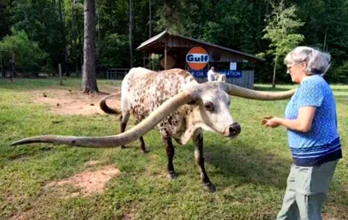 Гигантский бык стал мировым рекордсменом. Его рога — будто из Нарнии