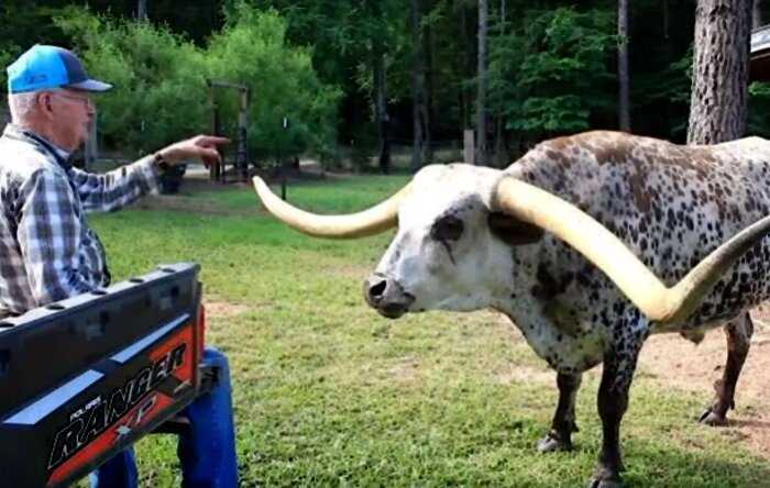 Гигантский бык стал мировым рекордсменом. Его рога — будто из Нарнии