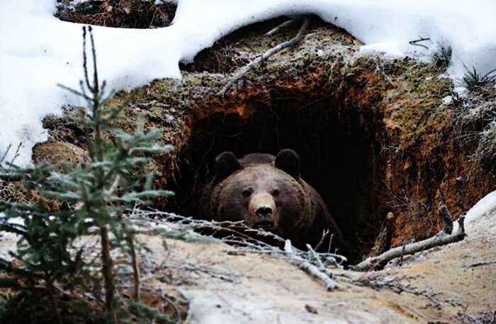 В России мужчина выжил, пролежав месяц в медвежьей берлоге