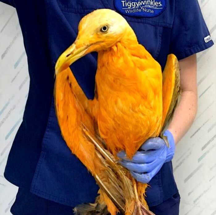 В Англии ветеринару принесли экзотическую птицу. Но правда оказалась еще неожиданней