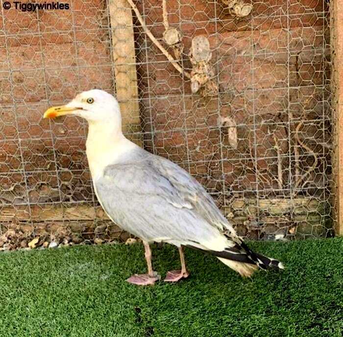 В Англии ветеринару принесли экзотическую птицу. Но правда оказалась еще неожиданней