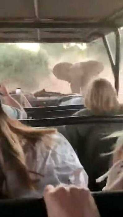 Туристки ехали в машине, как вдруг на дорогу вышел разгневанный слон