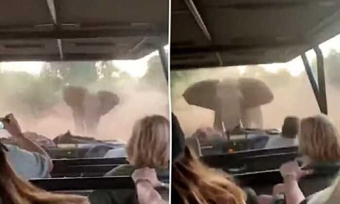 Туристки ехали в машине, как вдруг на дорогу вышел разгневанный слон