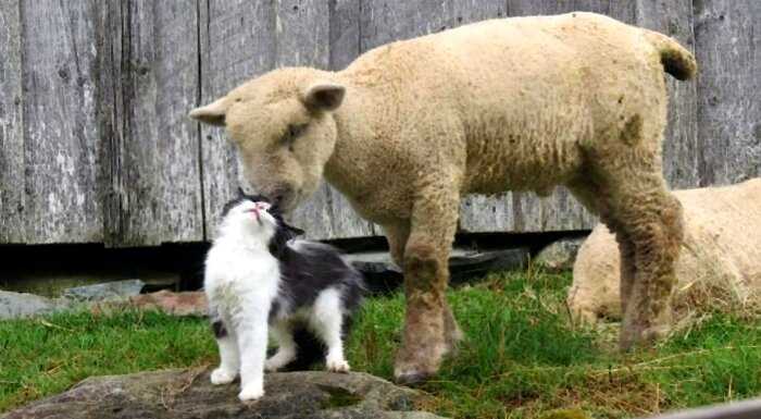 «Новый лучший друг человека»: мини-овечки могут заменить и собак, и кошек