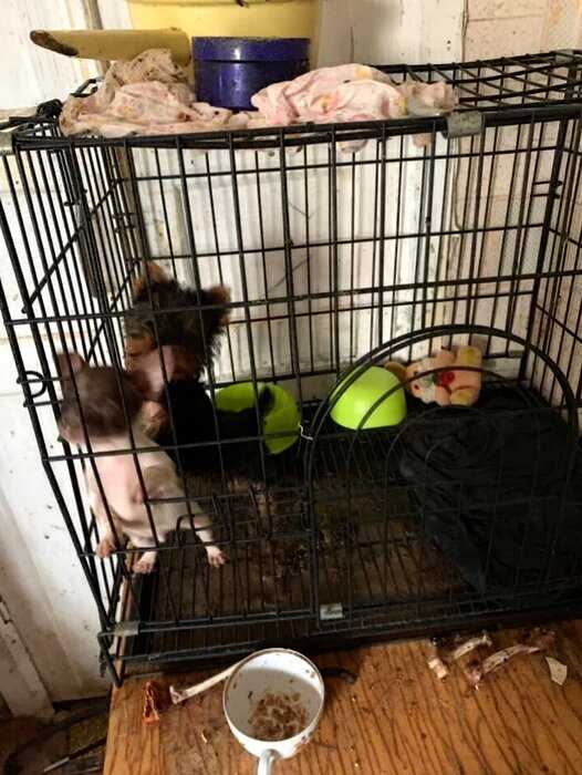 «Городвской Маугли»: в Саратове маленькая девочка жила в псарне с 25 собаками