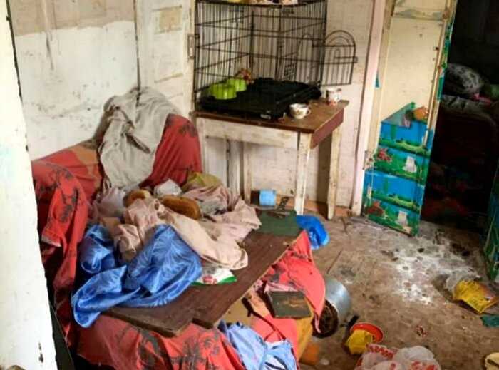 «Городвской Маугли»: в Саратове маленькая девочка жила в псарне с 25 собаками