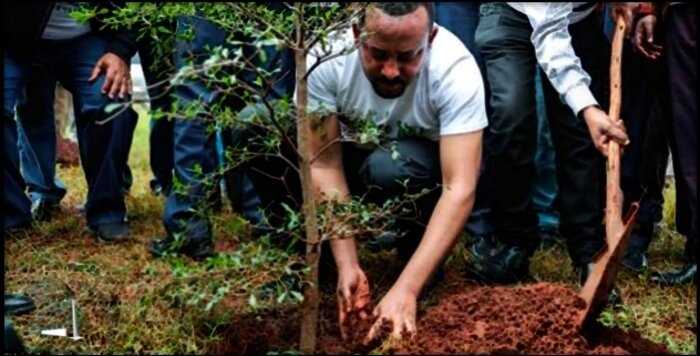 «Впереди планеты всей»: жители Эфиопии посадили 350 миллионов деревьев за 12 часов!