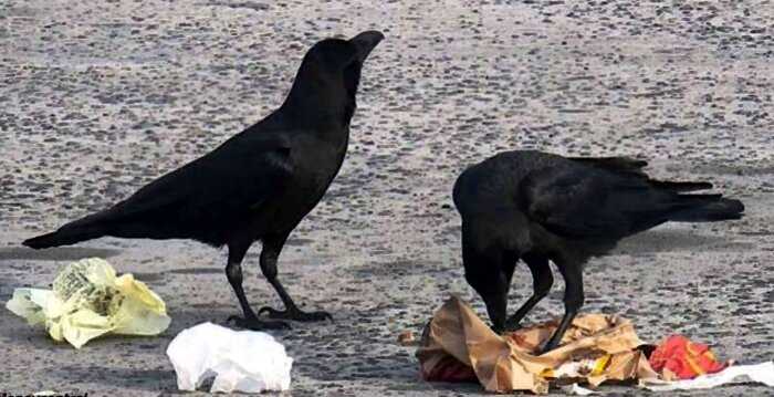 «Работаем, пернатые»: Во Франци ворон научили собирать мусор в обмен на еду