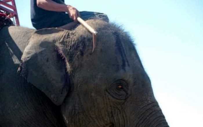 «Ад на земле»: туристов просят прекратить кататься на слонах в Таиланде