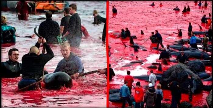 «Море волнуется раз»: на Фарерских островах жители убили 23 кита