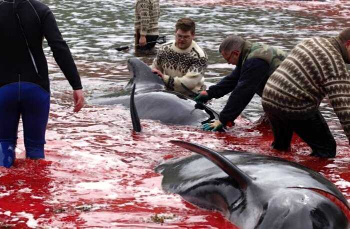 «Море волнуется раз»: на Фарерских островах жители убили 23 кита