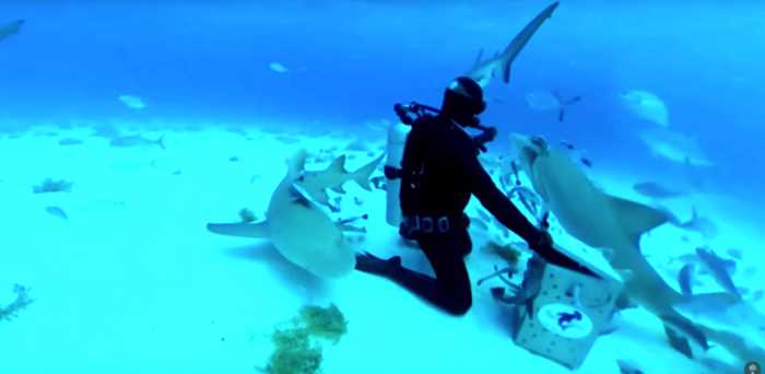 Блогер проверил на себе, чувствуют ли акулы кровь за 5 километров