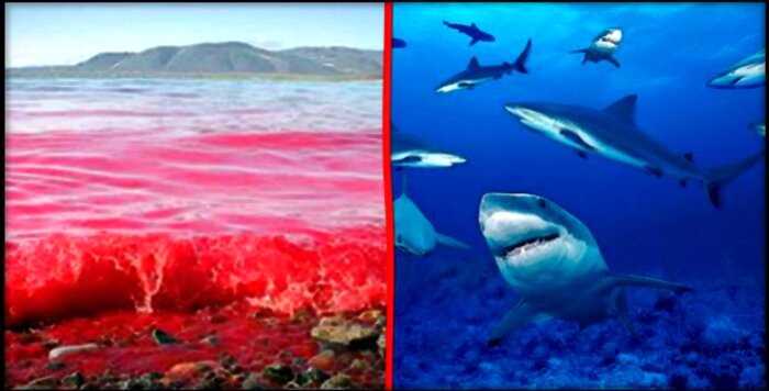 Блогер проверил на себе, чувствуют ли акулы кровь за 5 километров