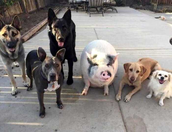 В Бразилии свинка живёт в компании 5 собак и думает, что она одна из них