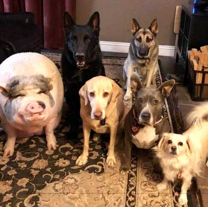 В Бразилии свинка живёт в компании 5 собак и думает, что она одна из них