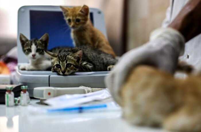 Сириец остался в разрушенном войной городе, чтобы заботиться о кошках