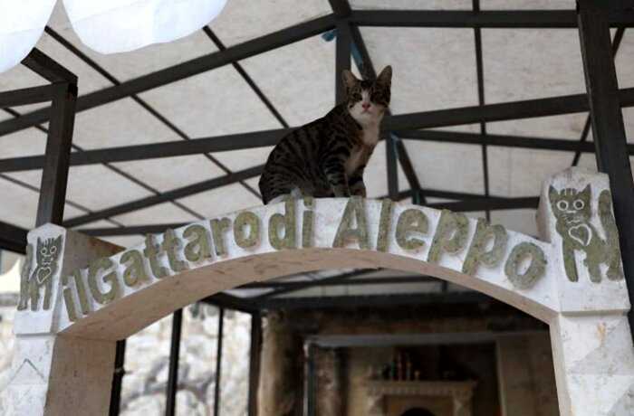 Сириец остался в разрушенном войной городе, чтобы заботиться о кошках
