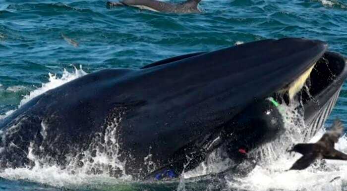 «Стало темно и страшно»: дайвера из Африки проглотил и выплюнул кит