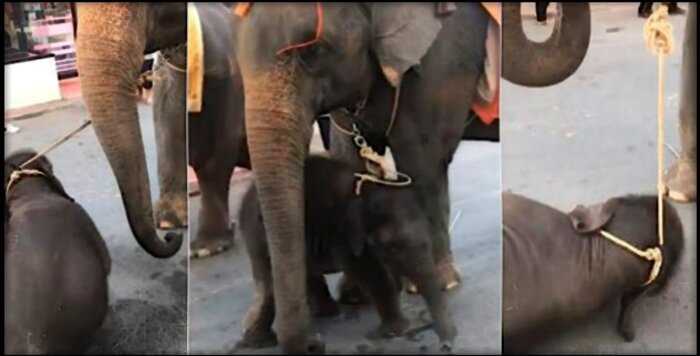 Слоненок упал от изнеможения и прижался к маме, которая возила туристов из последних сил